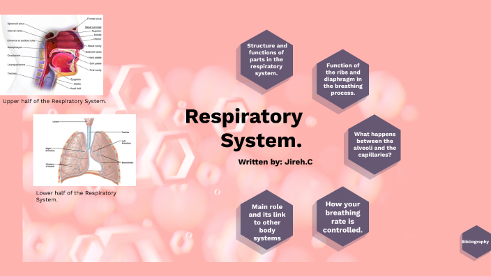 Respiratory System by jireh charalambous on Prezi