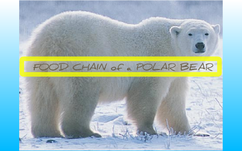 FOOD CHAIN of a POLAR BEAR by ALLI FORTUNE on Prezi Biology Diagrams