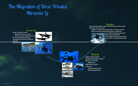 The Migration of Orca Whales by Miranda Le