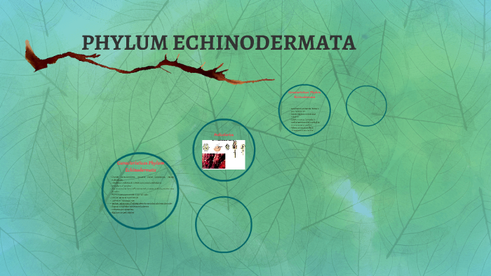 PHYLUM ECHINODERMATA by luz jocelyn martinez on Prezi