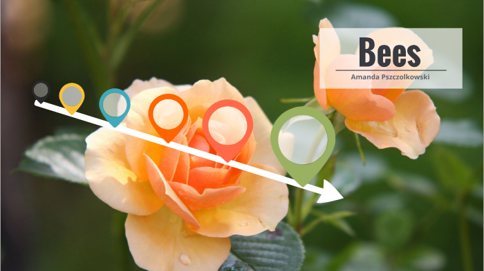 The Importance of Bees by Amanda Pszczolkowski on Prezi