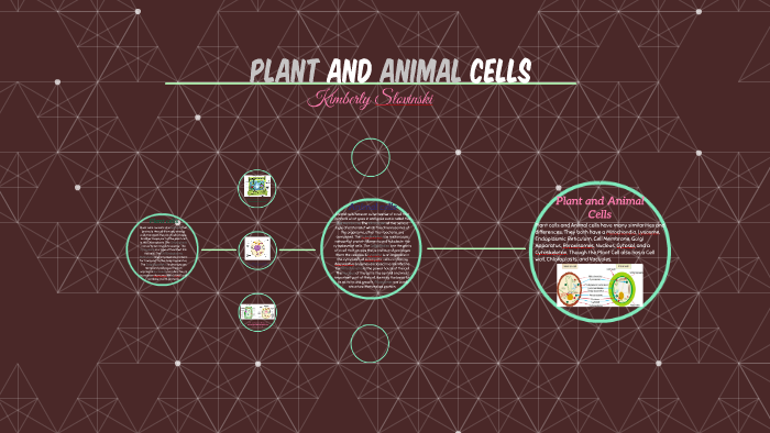 Plant and Animal Cells by Kimberly Slovinski on Prezi