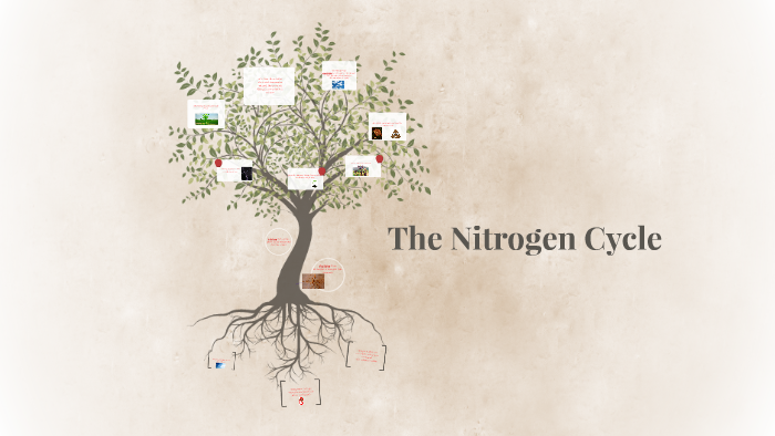 The Nitrogen Cycle by alexis bailey on Prezi