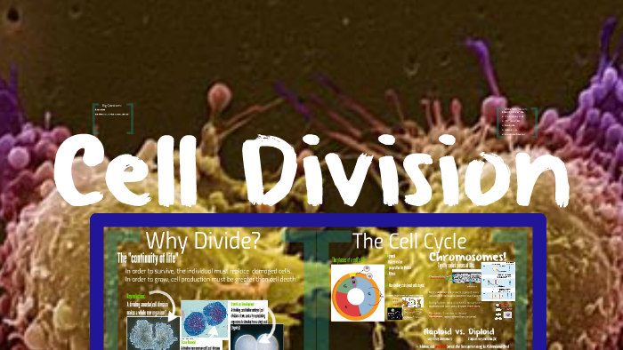 AP Bio- Cell Cycle 1: Mitosis by Sarah Blechacz on Prezi