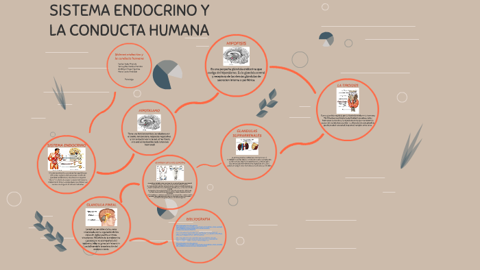SISTEMA ENDOCRINO Y LA CONDUCTA HUMANA by Maria Castro on Prezi