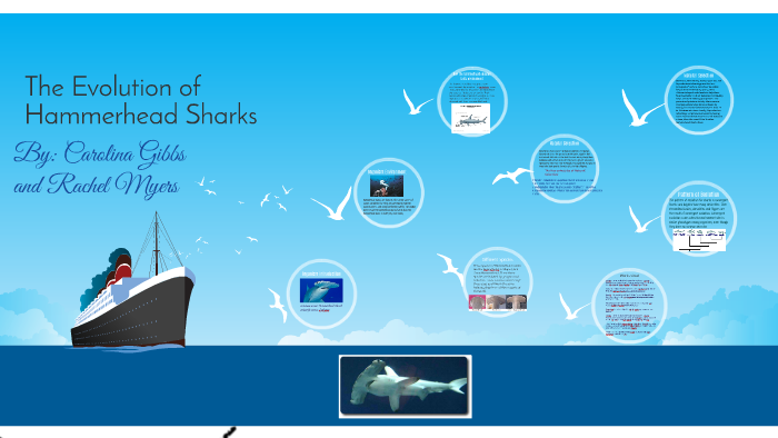 The Evolution of Hammerhead Sharks by carolina gibbs on Prezi