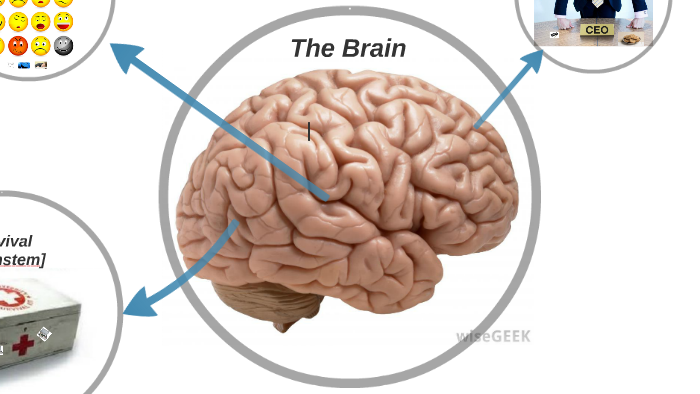 The Brain by Kathryn Berkett on Prezi