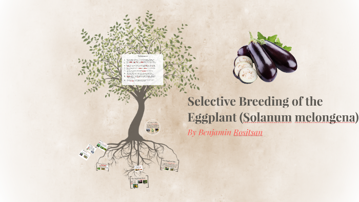 Selective Breeding of the Eggplant by Ben Rositsan on Prezi