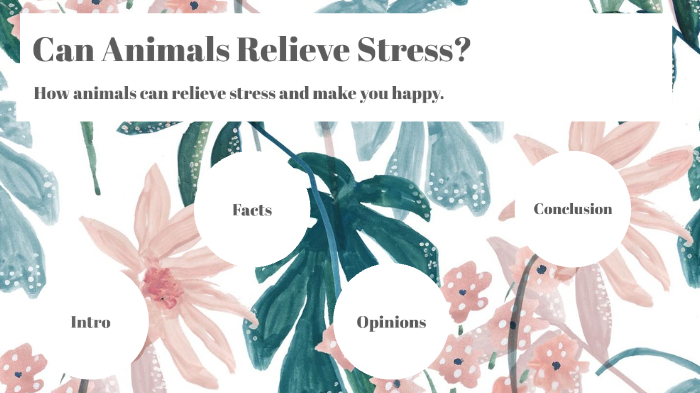 animals are stress relievers essay