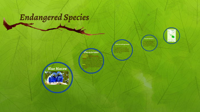 Endangered Species by Larissa Rosa on Prezi