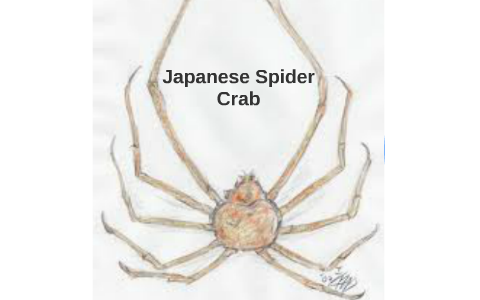 Japanese Spider Crab by Taylor Shumaker on Prezi
