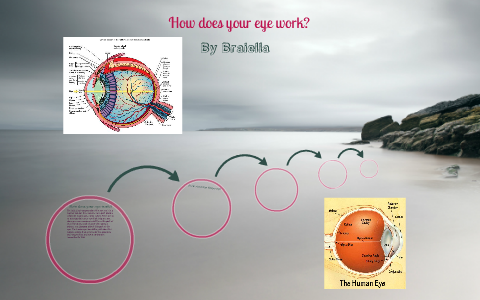 The Human eye by room 602 on Prezi
