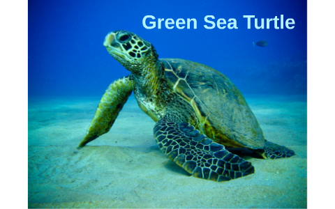 Green Sea Turtle by Emily Bennett on Prezi