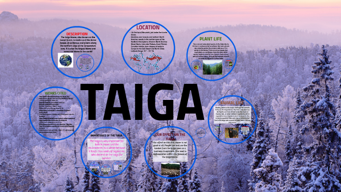 Plant Life: Taiga