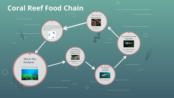Coral Reef Food Chain Diagram