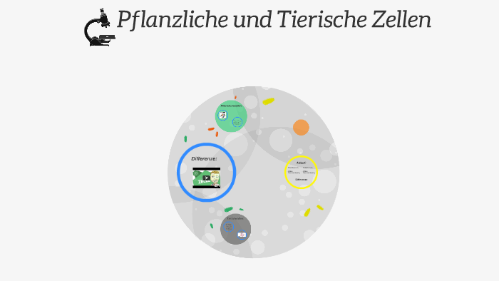 Unterschied zwischen pflanzlicher und tierischer Zelle nenne by Davide