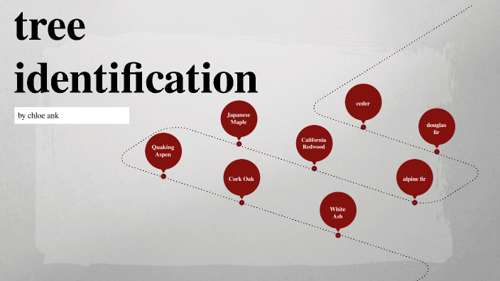 Tree Identification By Chloe Ank On Prezi