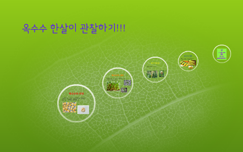 옥수수 한살이 관찰하기!!! by 예은 이 on Prezi 옥수수 한살이 관찰하기!!! By 예은 이 On Prezi