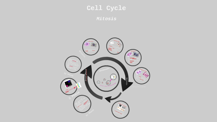 Cell Cycle and Mitosis by Catherine Moon on Prezi