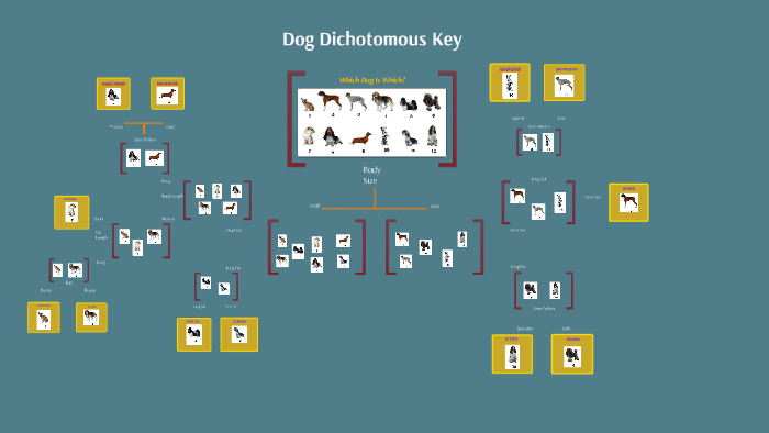 Dog Breeds Interactive Identification Game Dichotomou - vrogue.co