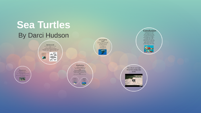 Sea Turtles by Darci Hudson on Prezi