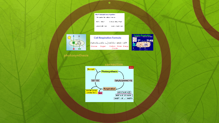 Photosynthesis & Respiration by zoe trask