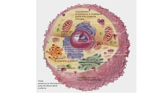 CELLULA EUCARIOTE ANIMALE by Aurora Pina on Prezi