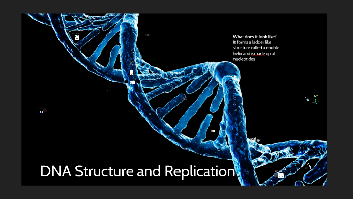 Dna Structure And Replication By Abby Long On Prezi