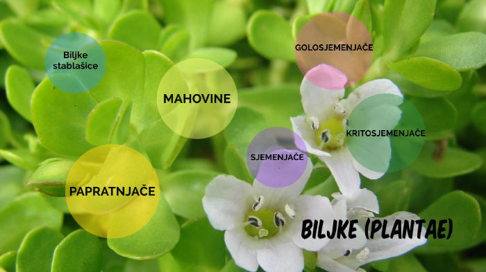 MAHOVINE, PAPRATNJAČE, SJEMENJAČE by Dragica Predrijevac on Prezi