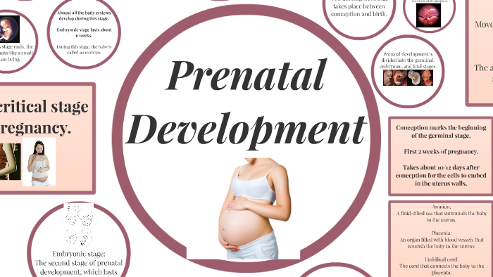 Prenatal Development and the Newborn by Tompkins Falcons on Prezi