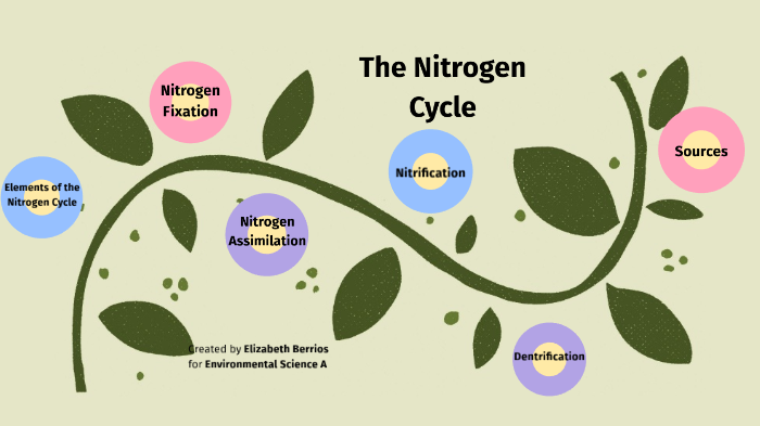 assimilation nitrogen cycle