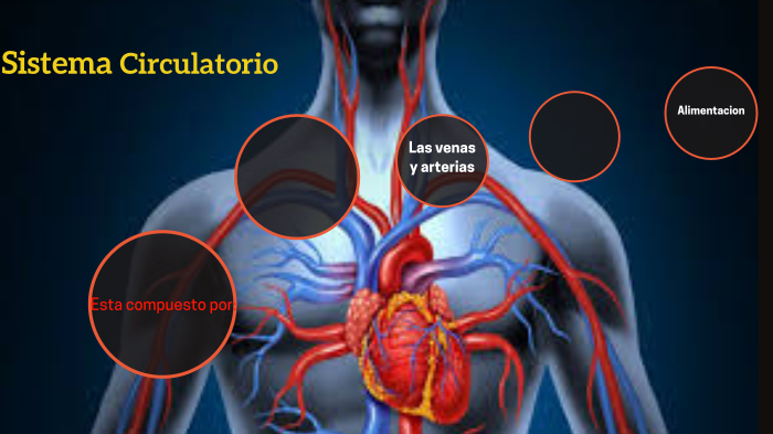 sisitema circulatorio by Luciano Davila on Prezi