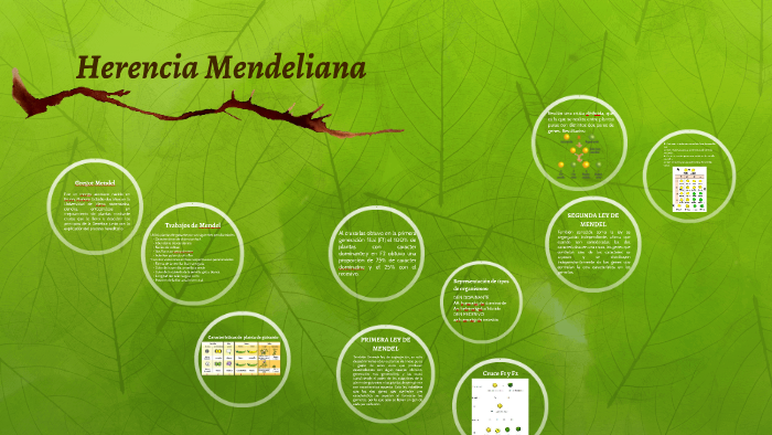 Herencia Mendeliana By Margarita Oliva Muralles