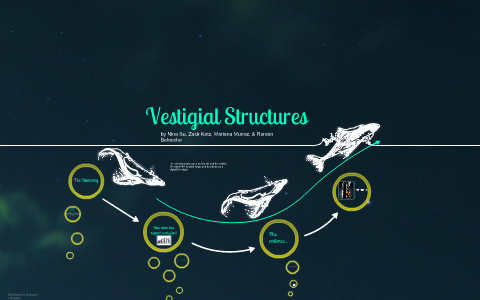Vestigial Structures- Evolution by Mariana Munoz