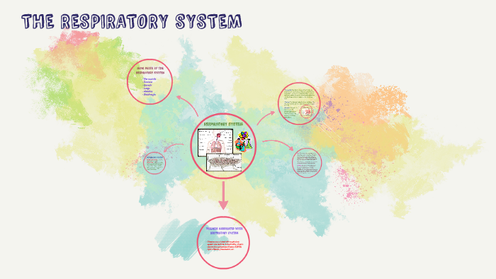 RESPIRATORY SYSTEM by justin belen on Prezi