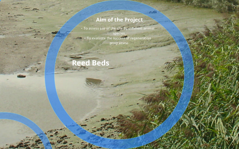 Cody Dock Reed Bed by Kathleen Maddams on Prezi