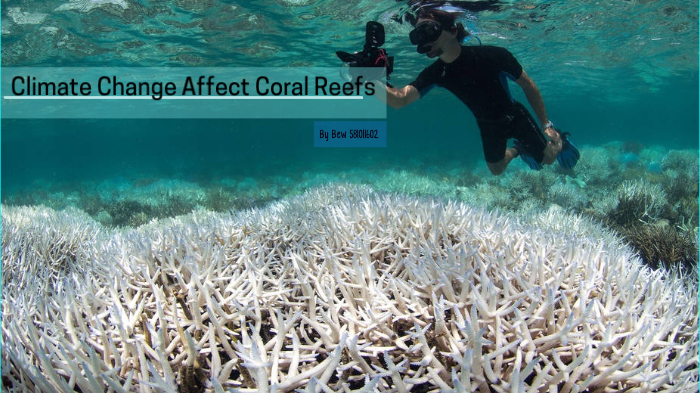 Climate Change Affect Coral Reefs by bewbew 45 on Prezi