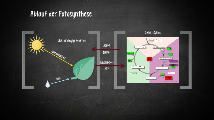 Lichtabhängige Reaktion und Calvin-Zyklus by Zwei Gesicvht on Prezi