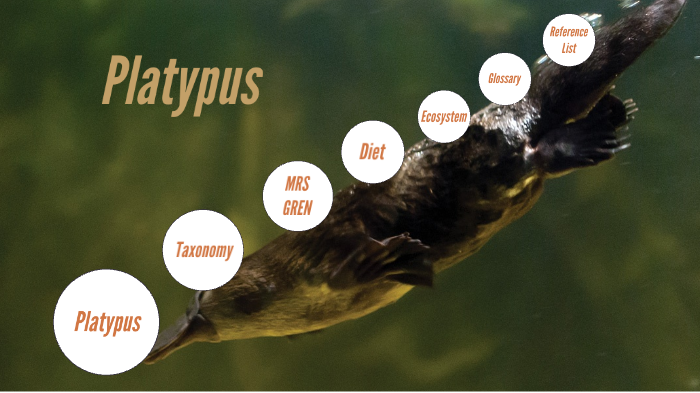 platypus eating