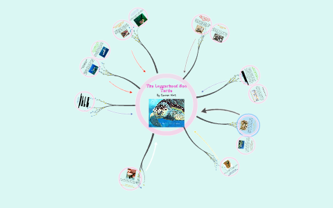 The Loggerhead Sea Turtle by Connor Hart on Prezi