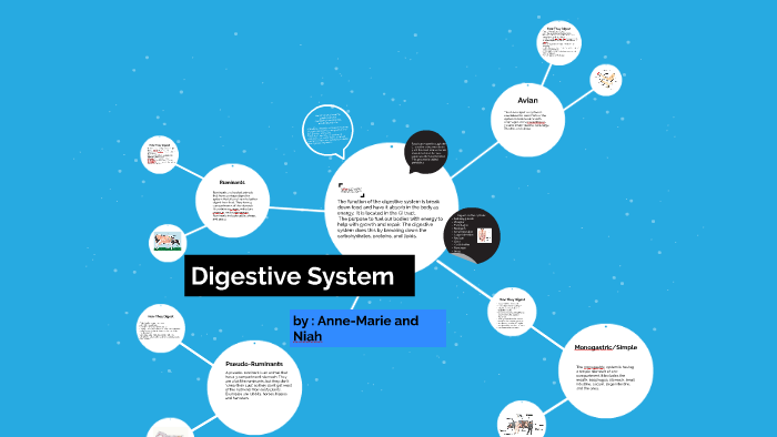 Digestive System by Niah Andis