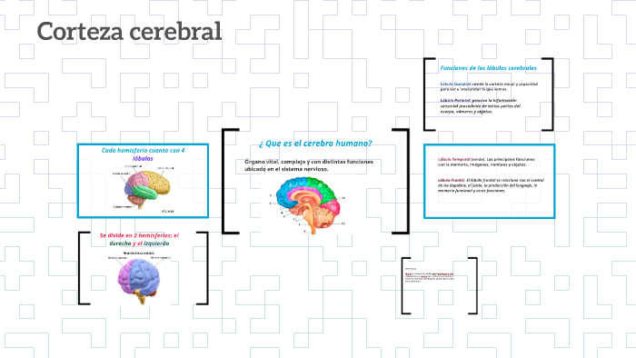 Partes del cerebro humano by rosa maria gutierrez lopez