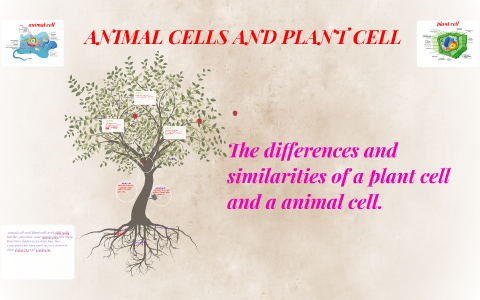The differences and similarities of a plant cell and a anima by jasmine  corral