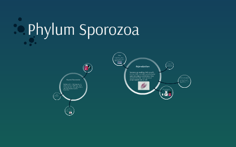 Phylum Sporozoa by logan robinson on Prezi