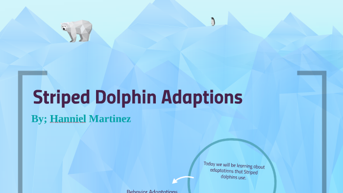 striped-dolphin-adaptations-by-hanniel-martinez-on-prezi