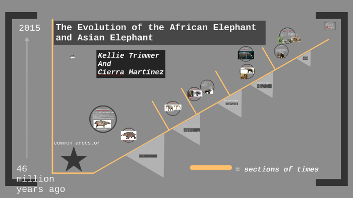 Evolutionary Timeline: Elephant by yunjung han