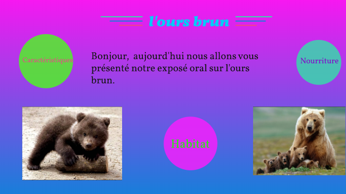 Définition  Ours brun européen - Ursus arctos arctos