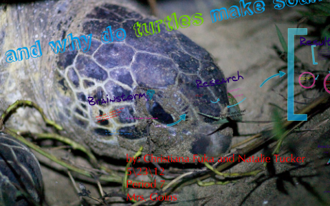 how and why turtles make sounds by Christiana Fuka