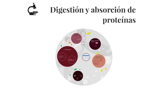 Digestión Y Absorción De Proteínas By Ana Jimenez On Prezi 4343