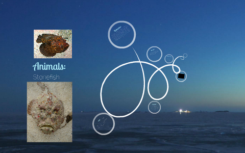 stonefish prezi animals steven ray